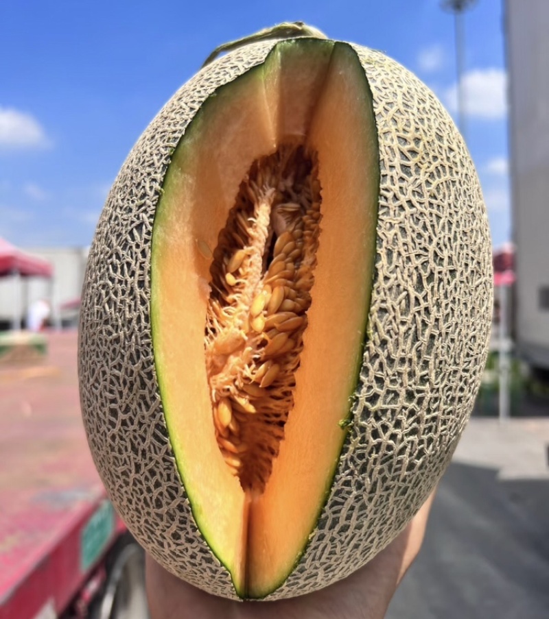 西州蜜瓜甘肃西州蜜瓜现摘现发货源充足放心购买