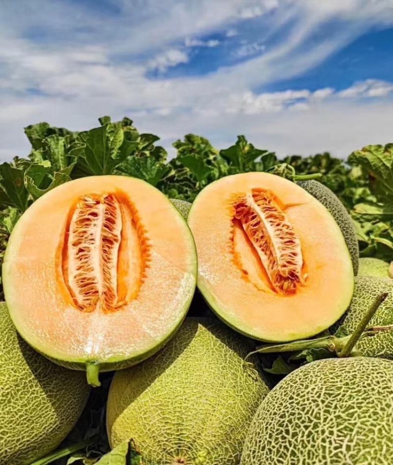 西州蜜瓜17号西州蜜海南哈密瓜包熟包甜代发全