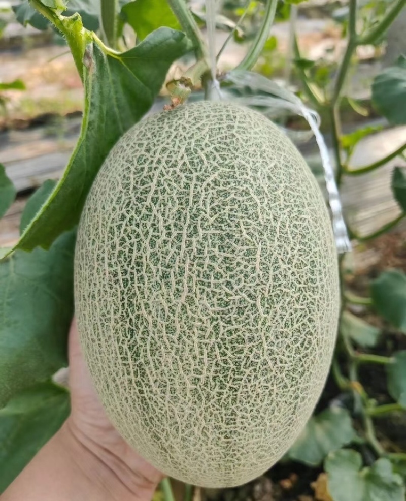 西州蜜瓜17号西州蜜海南哈密瓜包熟包甜代发全