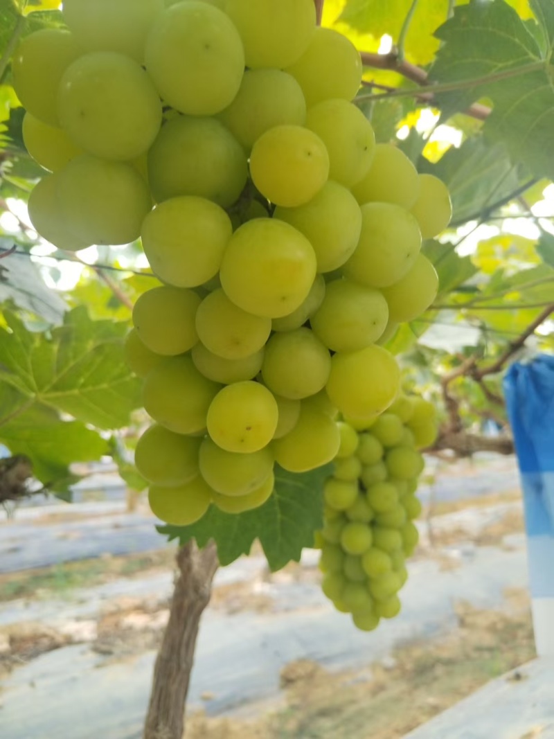 阳光玫瑰大量供应