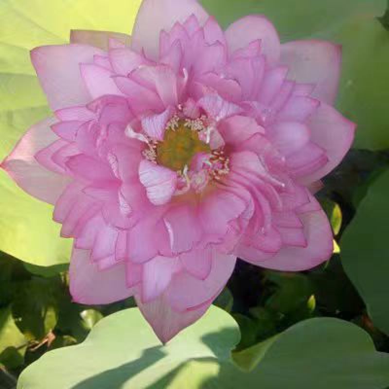 河北荷花藕精品荷花工程荷花各有6600万棵粉荷花白荷花紫