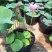 河北荷花藕精品荷花工程荷花各有6600万棵粉荷花白荷花紫