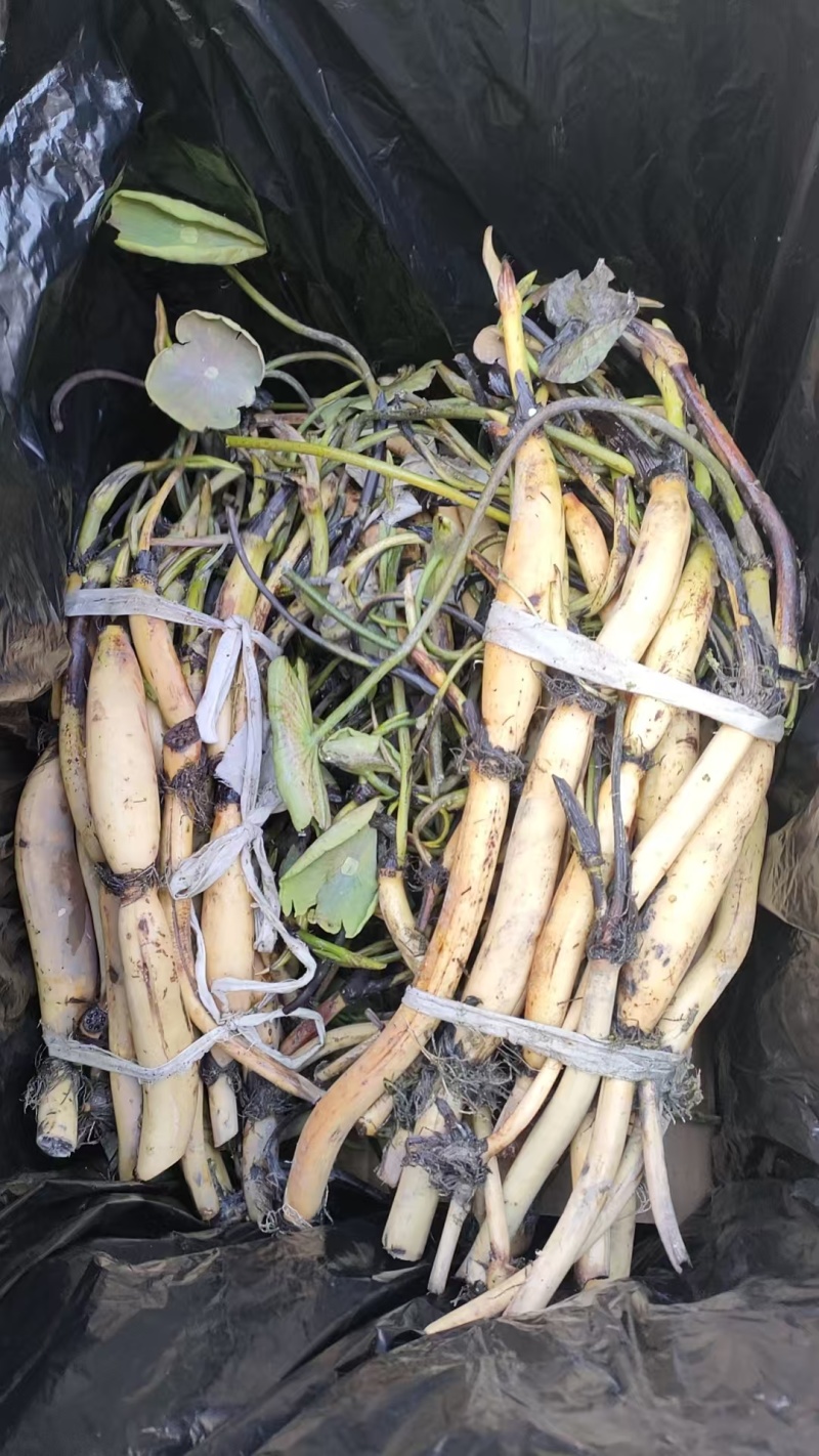 河北荷花藕精品荷花工程荷花各有6600万棵粉荷花白荷花紫