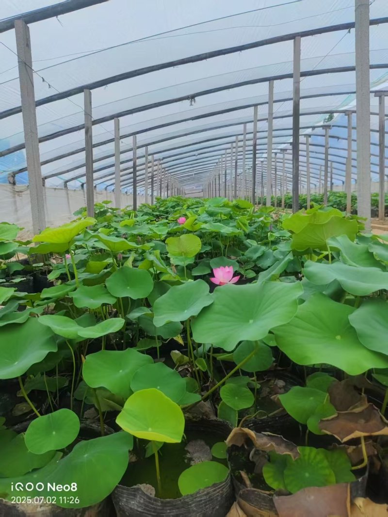 河北荷花藕精品荷花工程荷花各有6600万棵粉荷花白荷花紫