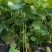 河北荷花藕精品荷花工程荷花各有6600万棵粉荷花白荷花紫
