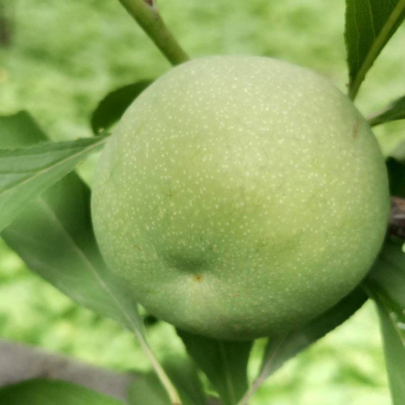 李子