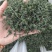 人参花长白山产地直销电商专用支持一件代发