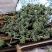 人参花长白山产地直销电商专用支持一件代发