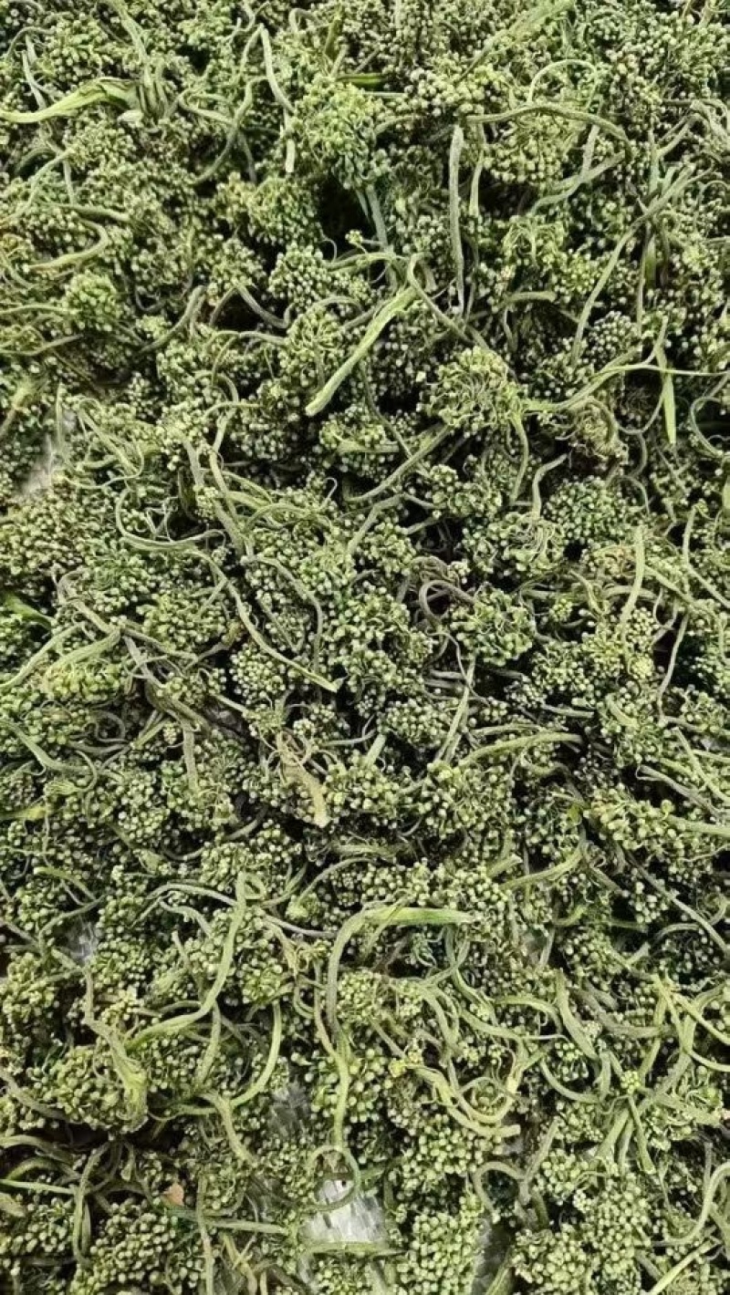人参花长白山产地直销电商专用支持一件代发