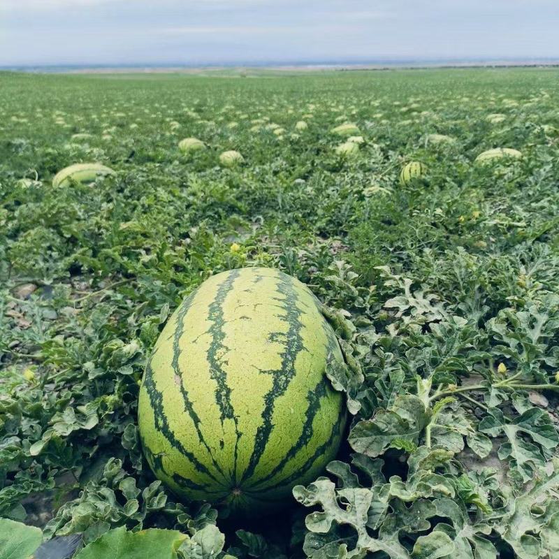 精品宁夏硒砂瓜货源充足量大从优质量保证欢迎咨询