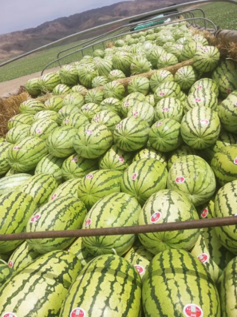 精品宁夏硒砂瓜货源充足量大从优质量保证欢迎咨询