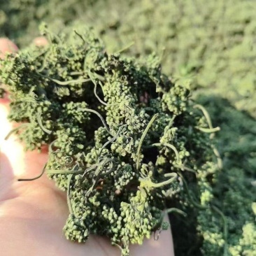 人参花抖快电商专用支持一件代发量大价格可谈