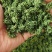 人参花抖快电商专用支持一件代发量大价格可谈