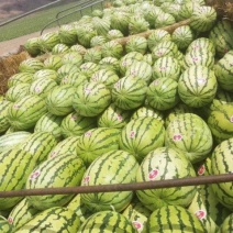 精品硒砂瓜货源充足量大从优质量保证产地供应欢迎咨询