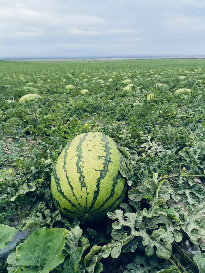 精品硒砂瓜货源充足量大从优质量保证产地供应欢迎咨询