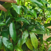 钦州灵山无核荔枝苗当年新苗保真易成活带土发货批发