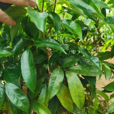 钦州灵山无核荔枝苗当年新苗保真易成活带土发货批发
