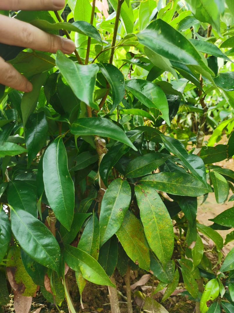 钦州灵山无核荔枝苗当年新苗保真易成活带土发货批发