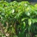 钦州灵山无核荔枝苗当年新苗保真易成活带土发货批发