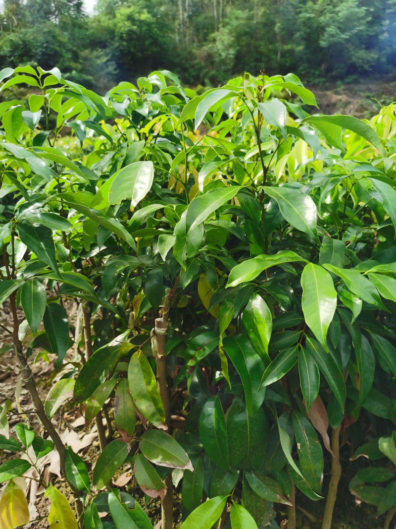 钦州灵山无核荔枝苗当年新苗保真易成活带土发货批发
