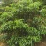 钦州灵山无核荔枝苗当年新苗保真易成活带土发货批发