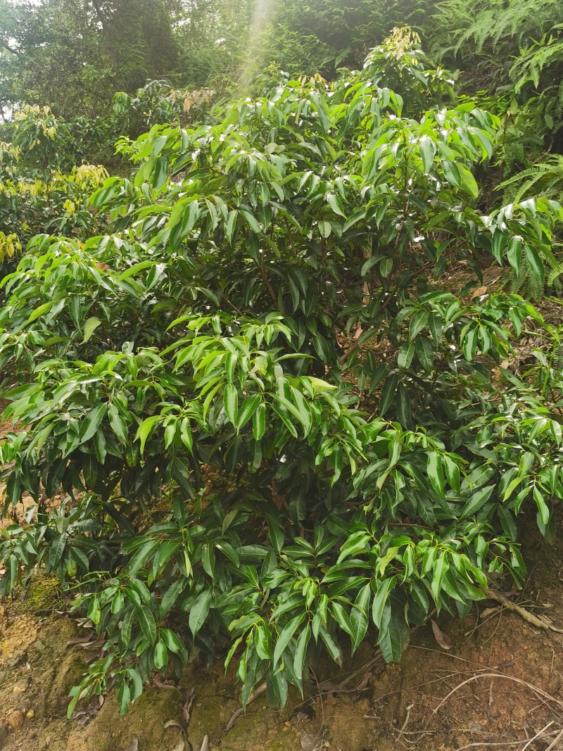 钦州灵山无核荔枝苗当年新苗保真易成活带土发货批发