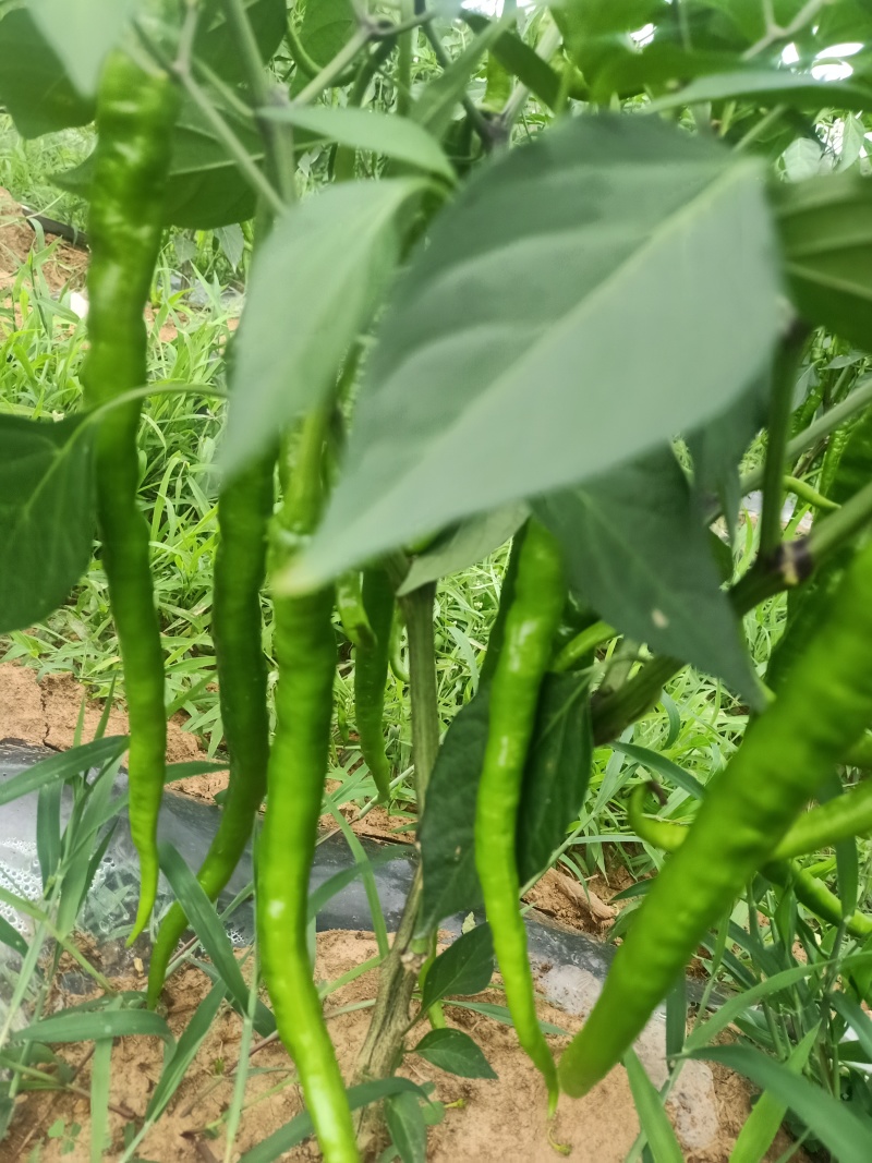 青红鲜辣椒大量有货品质保障一手货源全国通发欢迎购买