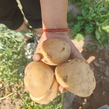 黄皮黄心土豆，量大从优产地直供