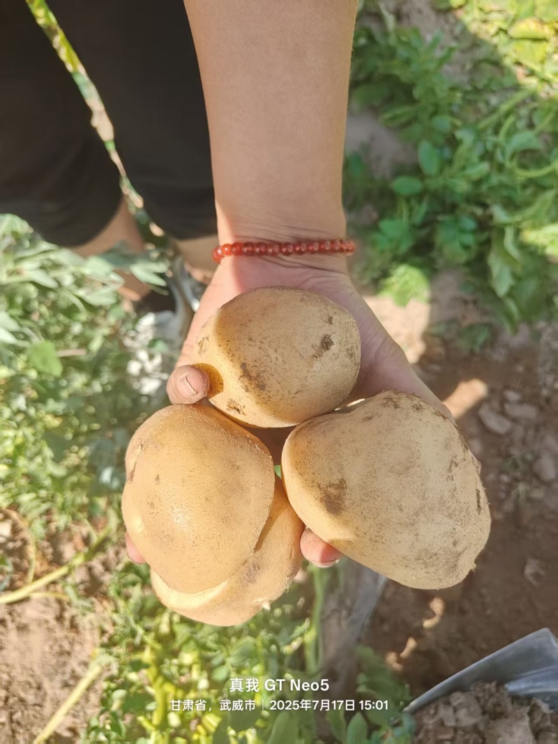 黄皮黄心土豆，量大从优产地直供