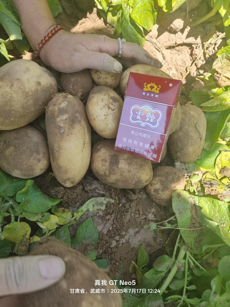 黄皮黄心土豆，量大从优产地直供