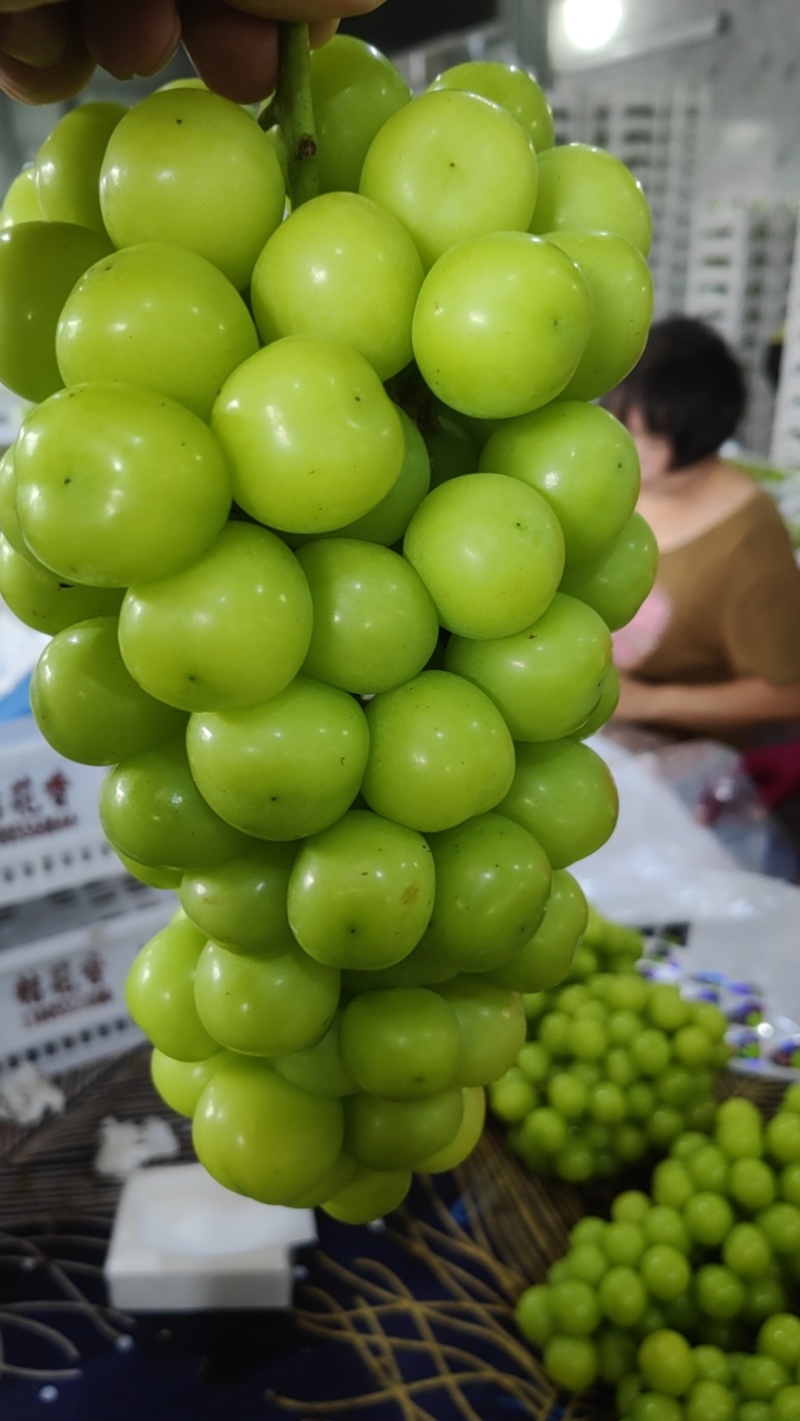 精品阳光玫瑰葡萄，品质保证产地直供，价格优惠