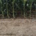 批发粘玉米只限葫芦岛市周边外地不包邮