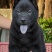 精品五黑犬虎头猫耳中华田园犬看家护院镇宅