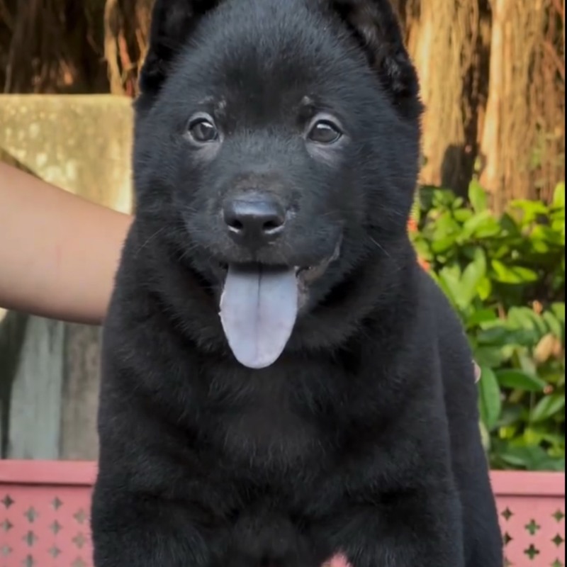 精品五黑犬虎头猫耳中华田园犬看家护院镇宅