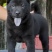 精品五黑犬虎头猫耳中华田园犬看家护院镇宅