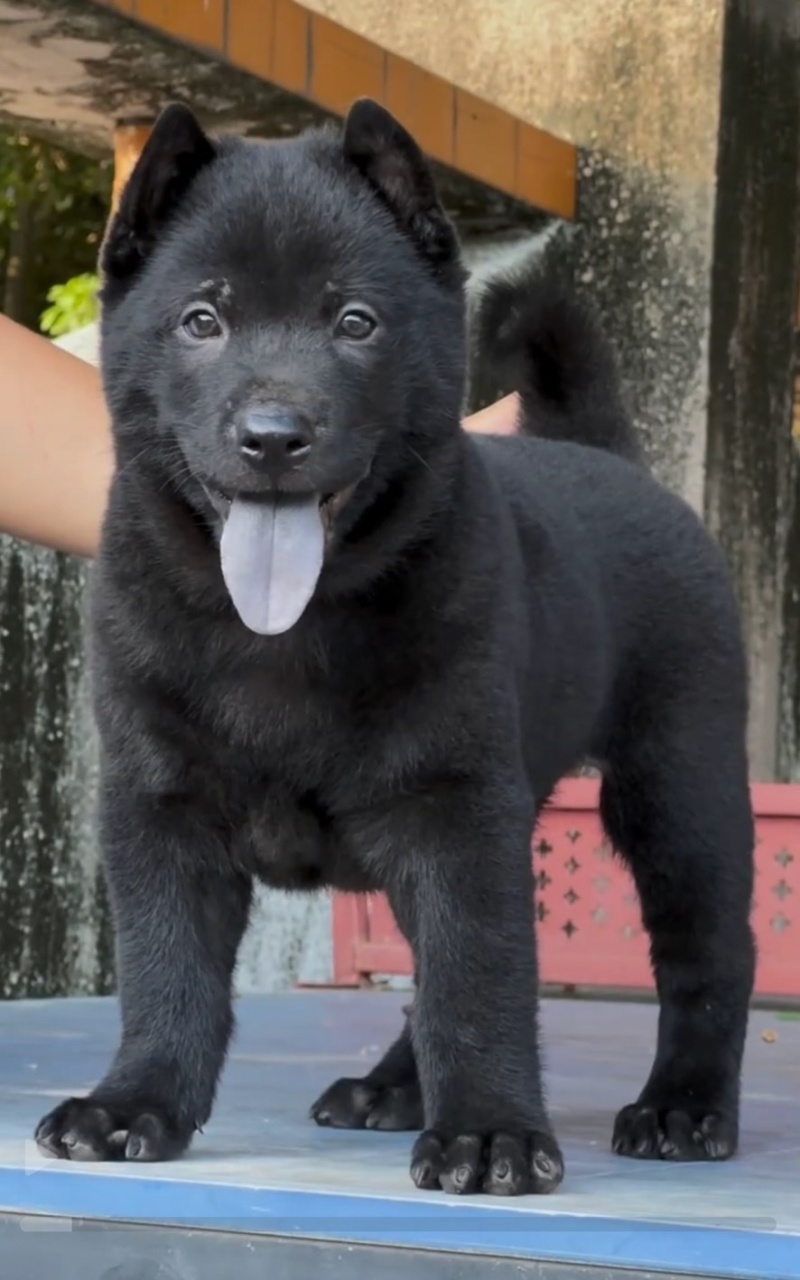 精品五黑犬虎头猫耳中华田园犬看家护院镇宅