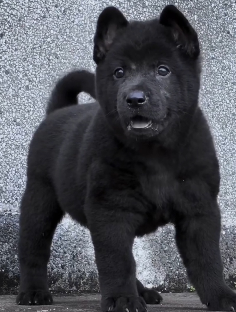 精品五黑犬虎头猫耳中华田园犬看家护院镇宅
