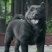 精品五黑犬虎头猫耳中华田园犬看家护院镇宅
