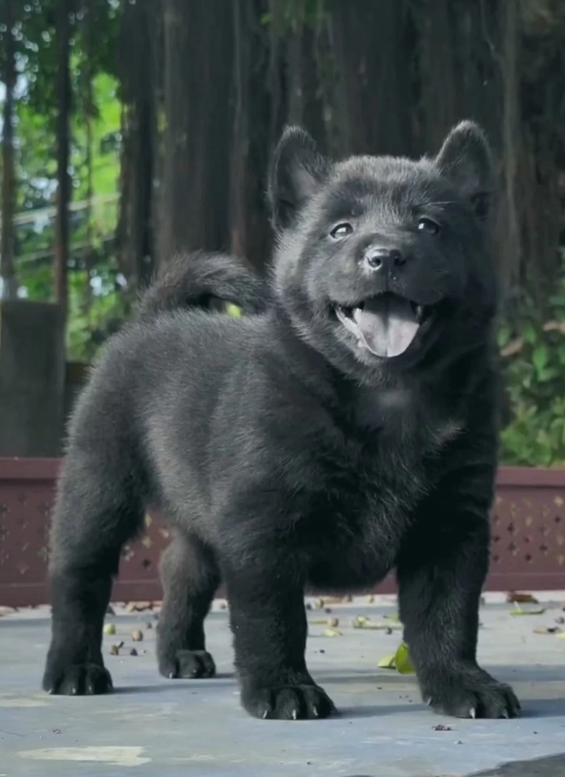 精品五黑犬虎头猫耳中华田园犬看家护院镇宅