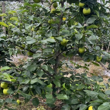 慈溪蜜梨基地