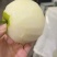 慈溪蜜梨基地