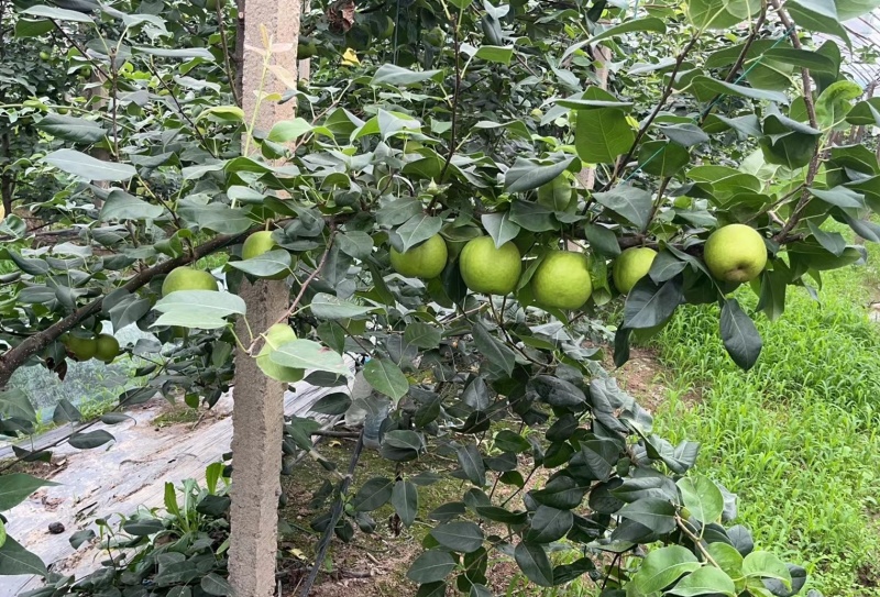 慈溪蜜梨基地