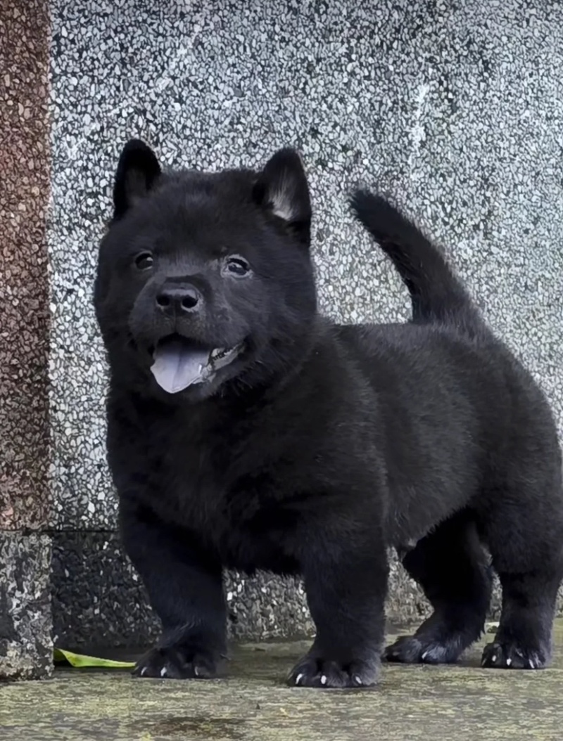 精品五黑犬虎头猫耳中华田园犬看家护院镇宅