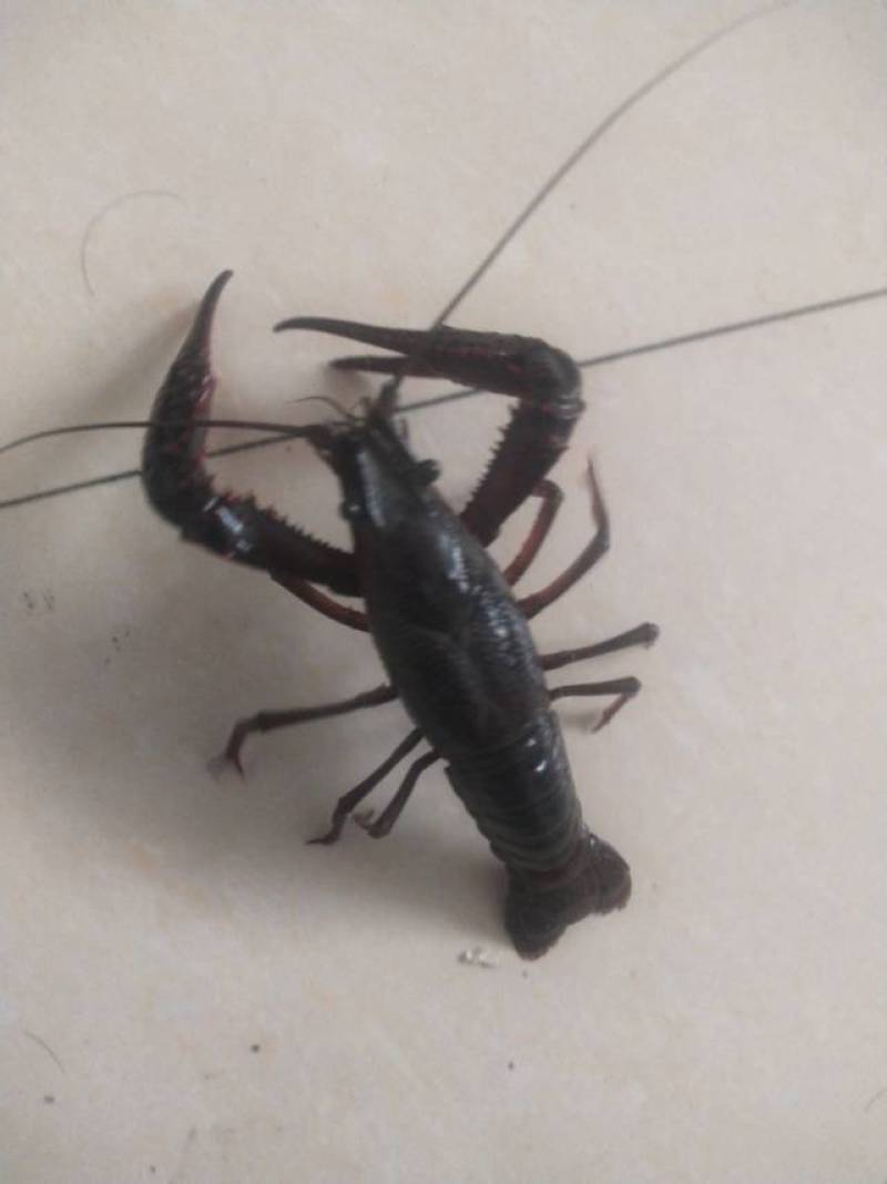 龙虾，包活的，发货地址在江苏无锡惠山长安