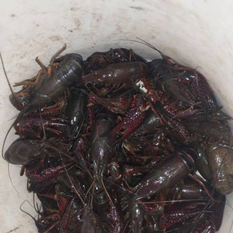 龙虾，包活的，发货地址在江苏无锡惠山长安