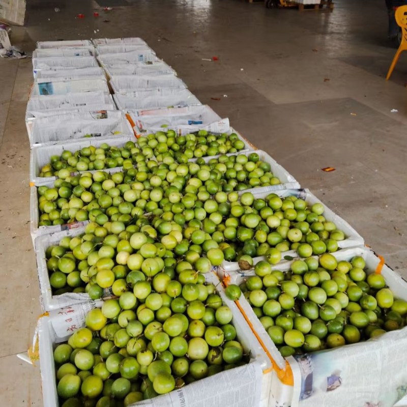 钦蜜九号百香果【精品推荐】货源充足保质保量对接全国采购商