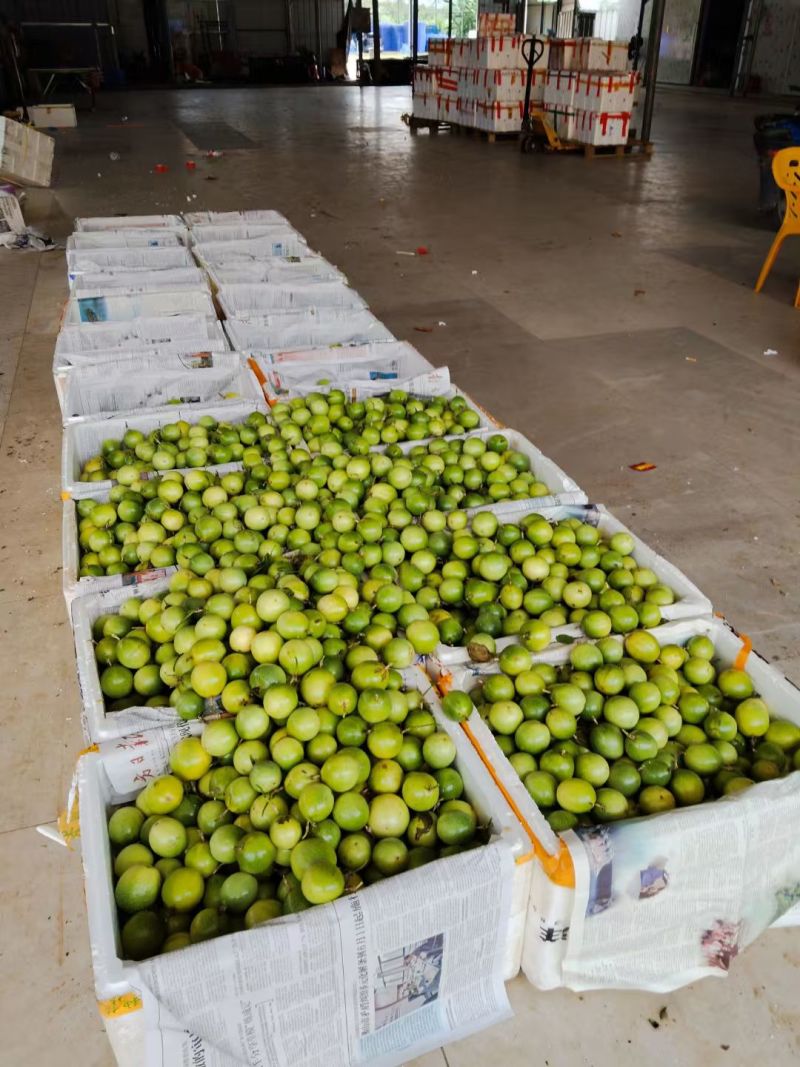 钦蜜九号百香果【精品推荐】货源充足保质保量对接全国采购商