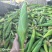 糯玉米