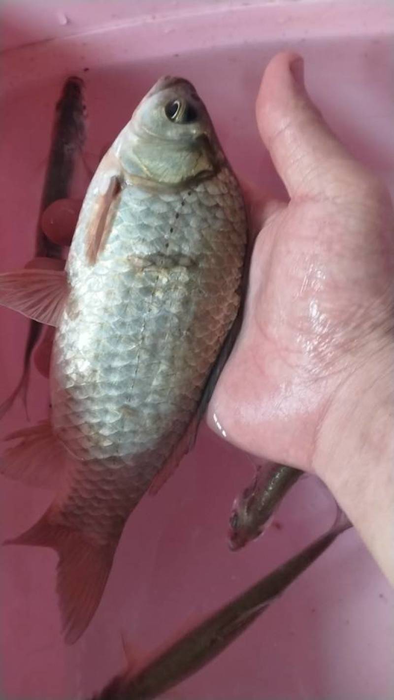 鲫鱼