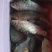 鲫鱼